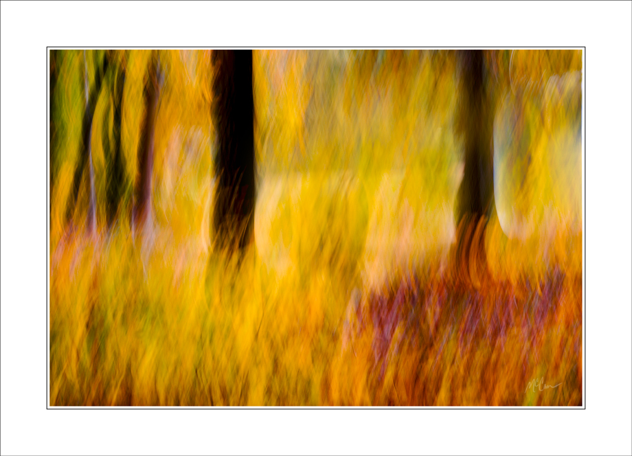 Forest Abstract