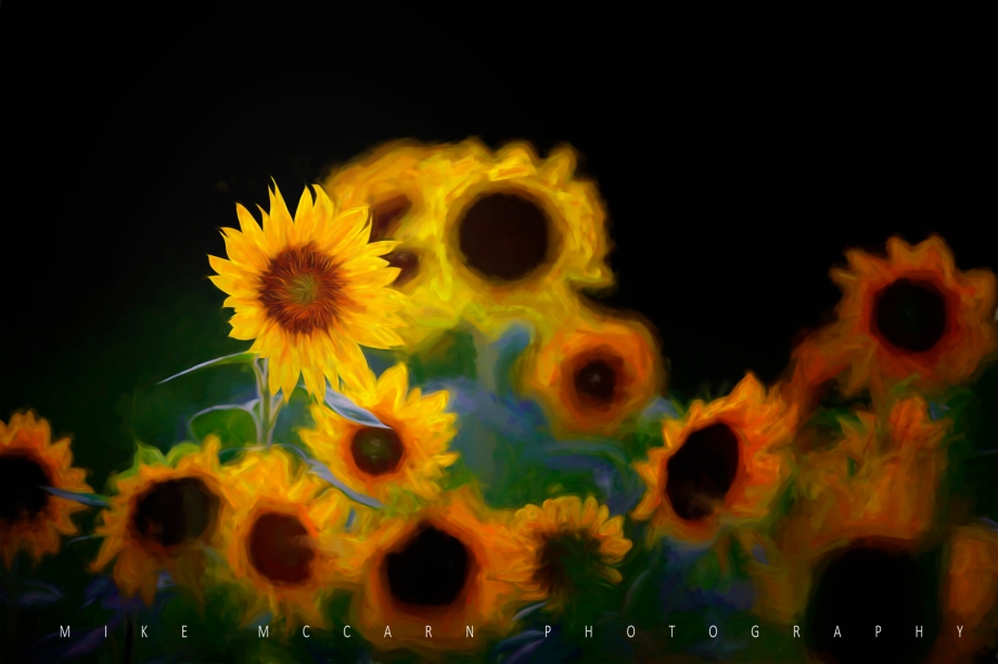 Digital Doodle: Sunflower 7